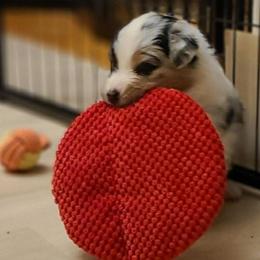 Boy 3 - Blue merle Australian Shepherd puppy in Maryland from Lake Shore Australian Shepherds
