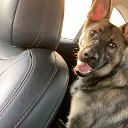 German Shepherd All Grown Up from Angel Oak German Shepherds