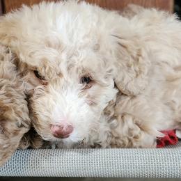 Jade - Apricot female Labradoodle puppy in Fostoria, Michigan from North Country Kennel Club