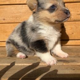 Blue Merle - Blue merle and white female American Corgi puppy in Pioneer, Michigan from Country Corners Corgis