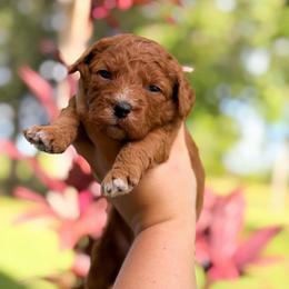 Hazel - Red  female Goldendoodle puppy in Southeast Arcadia, Florida from Desoto Doodles