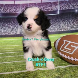"Panda" BTF 1 (SOLD) - Black Miniature Australian Shepherd puppy in Smiths Station, Alabama from Double T Mini Aussies