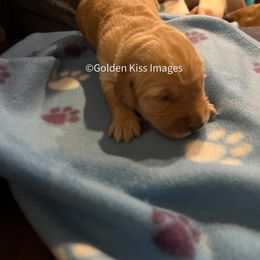 Golden Retriever Puppies from Golden Kiss Retrievers
