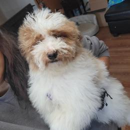 Millie - Parti female Goldendoodle puppy in Milwaukwe, Wisconsin from Wisconsin Doodles