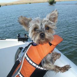 Yorkshire Terriers from Sonja Bertolucci's Yorkshire Terriers