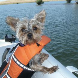 Yorkshire Terriers from Sonja Bertolucci's Yorkshire Terriers