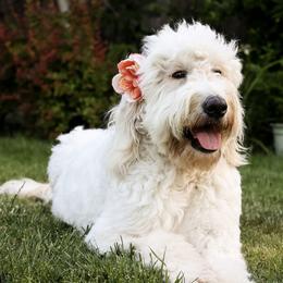 Waffles - Goldendoodle