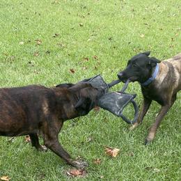 Belgian Malinois and xDutch Shepherds from Alliance K9