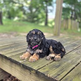 F1B Meet Adeline :) - Black and tan female Cavapoo puppy in Centerville, Iowa from Barnyard Dachshunds, Dals & Doodles
