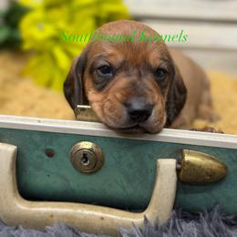 Hank (green) - Red male Dachshund puppy in Leoma, Tennessee from Southbound Kennel
