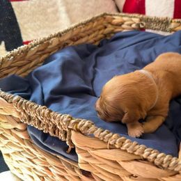 Rosie (Grey) - Dark golden female Golden Retriever puppy in Sandy, Oregon from Treasured K-9s