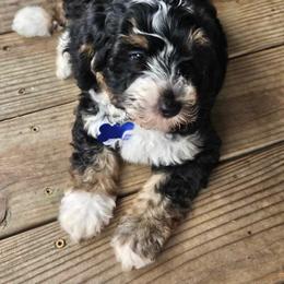 Australian Labradoodle, Bernedoodle, Cavapoo, and Poodle Puppies from Walk with Me Doodles