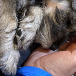 Miniature Schnauzers from ZRULES