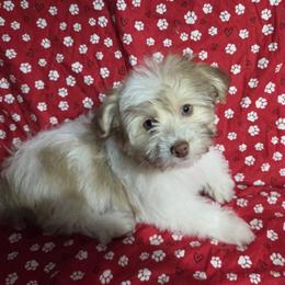 Havanese All Grown Up from Melissa Adams