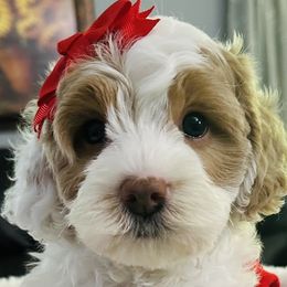 Cavapoos from Babineau’s puppy Crew Poodles and Doodles