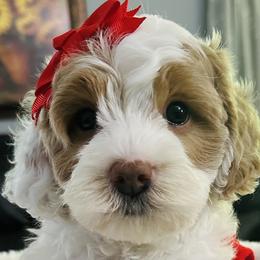 Cavapoos from Babineau’s puppy Crew Poodles and Doodles