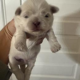 Pax - White male Shih Tzu puppy in York, South Carolina from Brinklee's Babies