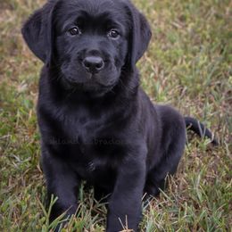 Labrador Retriever Puppies from Ashland Labradors