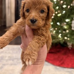 Blue Collar Boy - Red  male Goldendoodle puppy in Meridian, Mississippi from Magnolia Poodles and Doodles