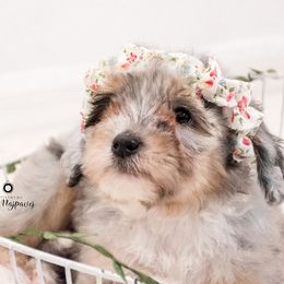 Bernedoodle and Aussiedoodle Puppies from Lillybee