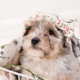 Bernedoodle and Aussiedoodle Puppies from Lillybee