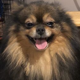 Riker - Pomeranian