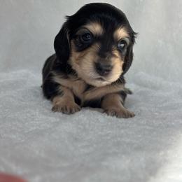 Blueberry - Black and cream female Dachshund puppy in Murrieta, California from Dash of Love