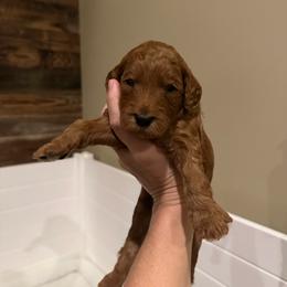 Red Collar - Red  male Goldendoodle puppy in Yadkinville, North Carolina from Millie’s Goldendoodles
