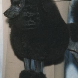Poodles from Hardt Poodles