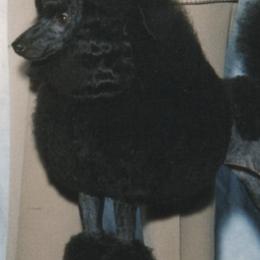Poodles from Hardt Poodles