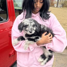 Aussiedoodle and Australian Shepherd Puppies from Dollface Aussies
