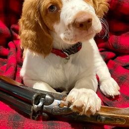 Brittany Puppies from Rabeau’s Genuine Brittany‘s