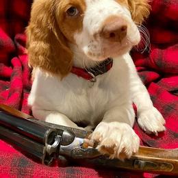 Brittany Puppies from Rabeau’s Genuine Brittany‘s