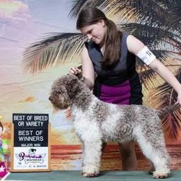 Lagotti Romagnoli from Primo Lagotto Romagnolo
