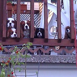 Cavalier King Charles Spaniel Puppies from Herrmann’s Royal Court of Cavalier King Charles Spaniel