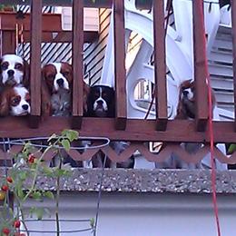 Cavalier King Charles Spaniel Puppies from Herrmann’s Royal Court of Cavalier King Charles Spaniel