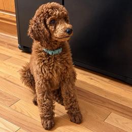 Bellini - Red  female Poodle puppy in Mount Vernon, Illinois from AMC Poodles