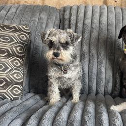 Flint - Miniature Schnauzer