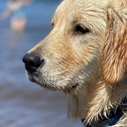 Bianca - Golden Retriever