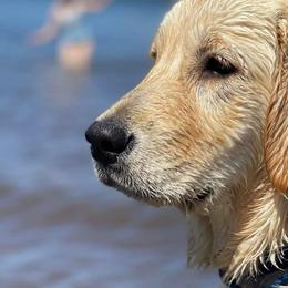 Bianca - Golden Retriever
