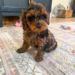 Apollo - Merle male Cockapoo puppy in Beresford, South Dakota from DAKOTA DOOD RANCH