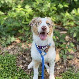 "Aurora- Oakley X Magic" Australian Shepherd Puppies from Janovsky Australian Shepherds- AKC Registered
