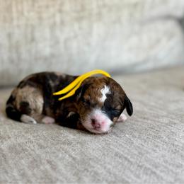 Bolt - Merle male Bernedoodle puppy in Lamar, Colorado from Jozlyn’s Pups