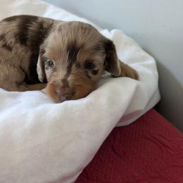 Khaki- 3425 - Dapple male Dachshund puppy in Sonora, Kentucky from Maple Hill Miniature Dachshunds