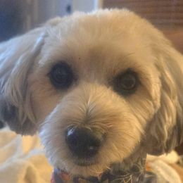 Yorkipoos from TheSocialk9