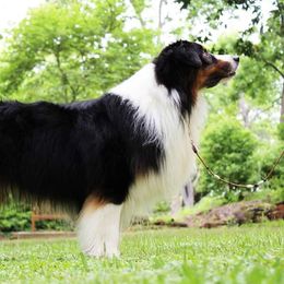 Dash - Australian Shepherd