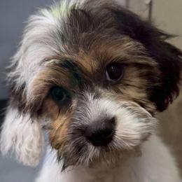 Ace - Tri-color male Cavapoo puppy in Lebanon, Kentucky from Mosaic Merle Doodles
