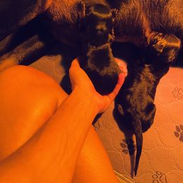 Doberman Pinscher Puppies from TeatreeDoberman