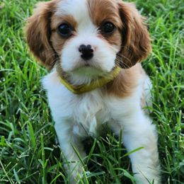 Millie - Blenheim female Cavalier King Charles Spaniel puppy in Binger, Oklahoma from King of the Hill Cavaliers