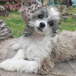 Nikki - Brown female Chinese Crested puppy in Union City, New Jersey from Marina Konstantinova's Cresteds